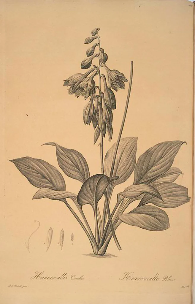 An illustration from Les liliacées, 1805, leaf 109