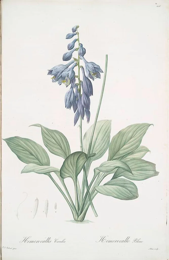 An illustration from Les liliacées, 1805, leaf 109