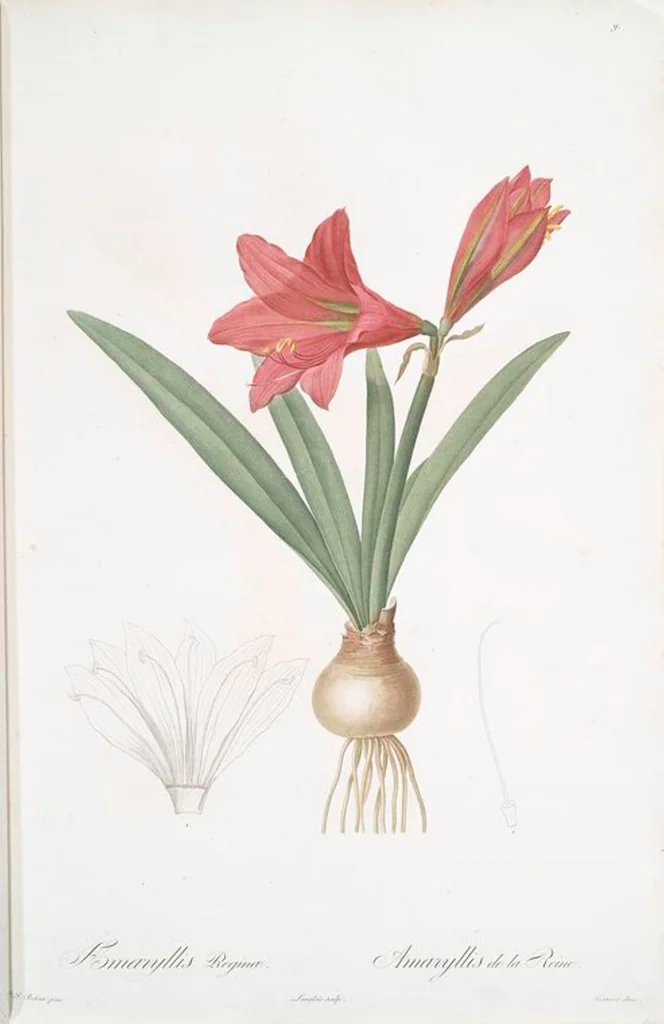 An illustration from Les liliacées, 1805, leaf 11