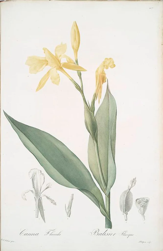 An illustration from Les liliacées, 1805, leaf 110