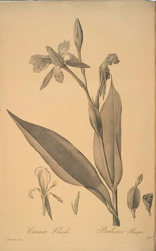 An illustration from Les liliacées, 1805, leaf 110