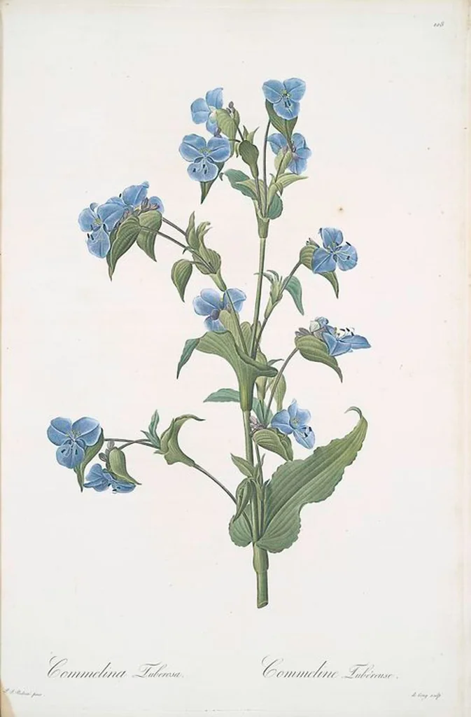 An illustration from Les liliacées, 1805, leaf 111