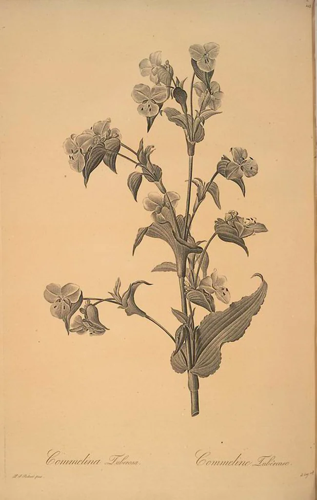 An illustration from Les liliacées, 1805, leaf 111