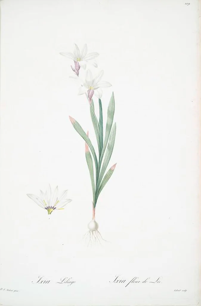 An illustration from Les liliacées, 1805, leaf 112