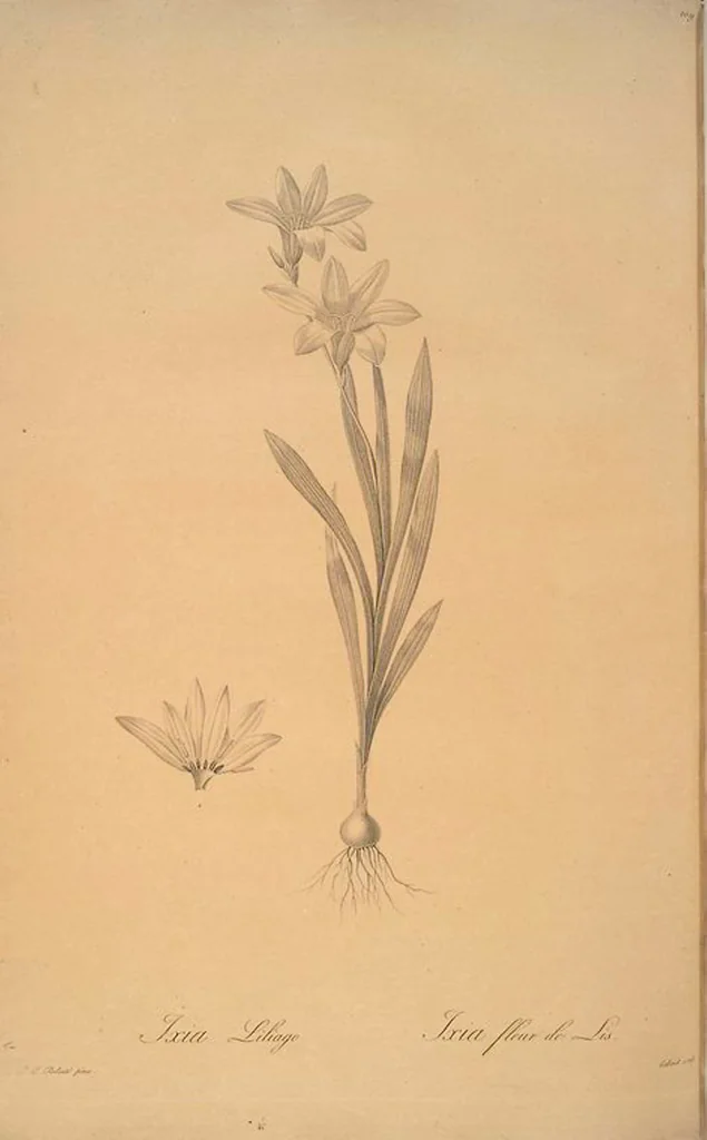 An illustration from Les liliacées, 1805, leaf 112