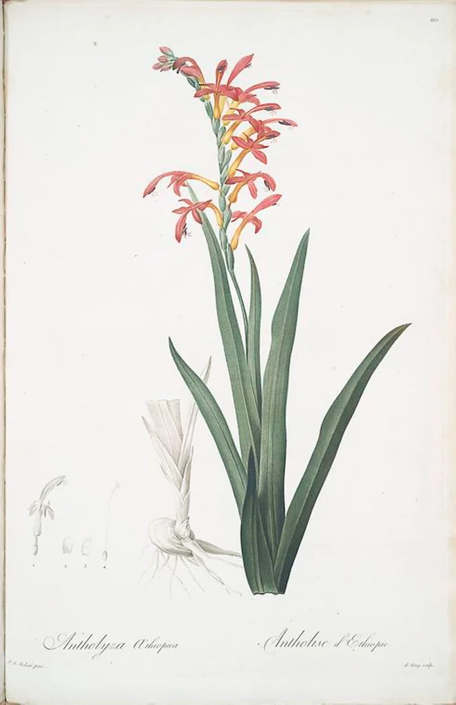 An illustration from Les liliacées, 1805, leaf 113