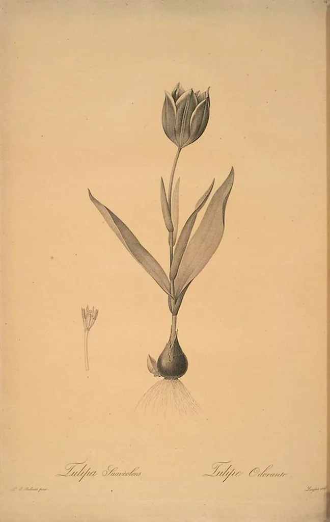 An illustration from Les liliacées, 1805, leaf 114