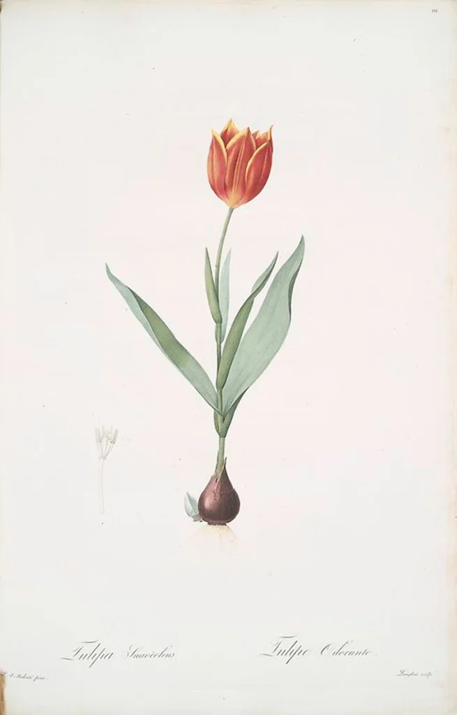 An illustration from Les liliacées, 1805, leaf 114