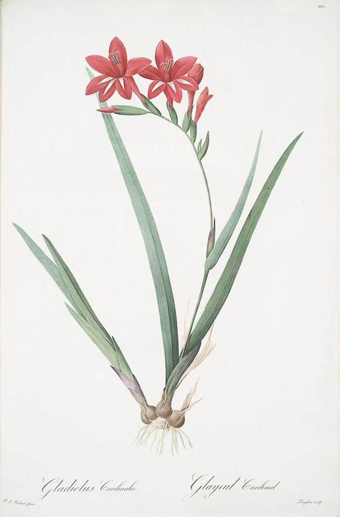 An illustration from Les liliacées, 1805, leaf 115