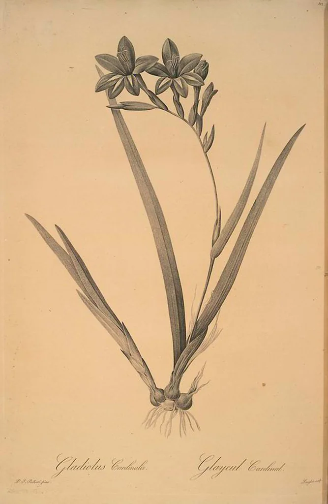 An illustration from Les liliacées, 1805, leaf 115