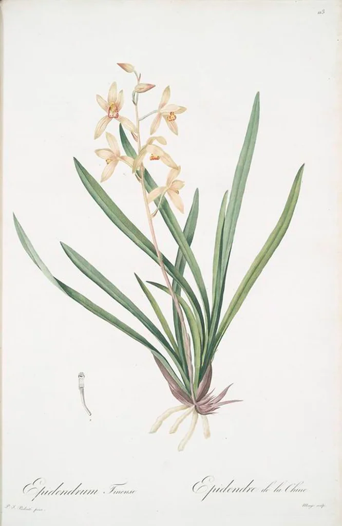 An illustration from Les liliacées, 1805, leaf 116