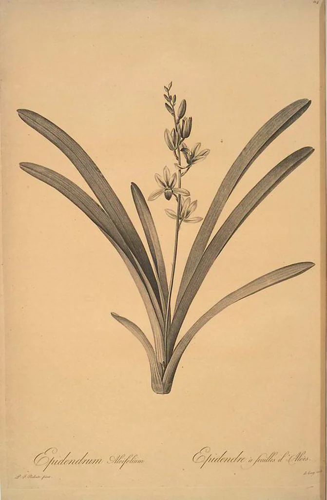 An illustration from Les liliacées, 1805, leaf 117