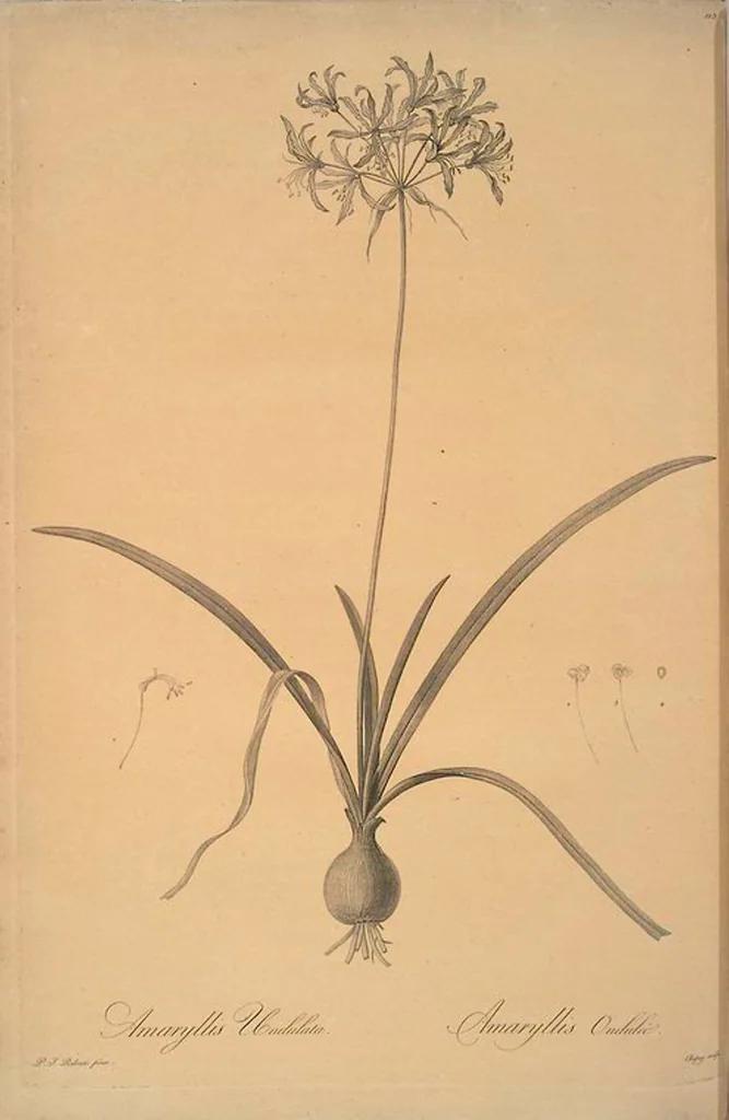 An illustration from Les liliacées, 1805, leaf 118