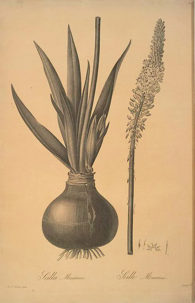 An illustration from Les liliacées, 1805, leaf 119