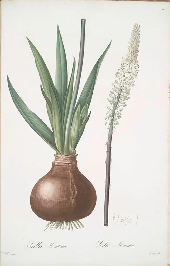 An illustration from Les liliacées, 1805, leaf 119