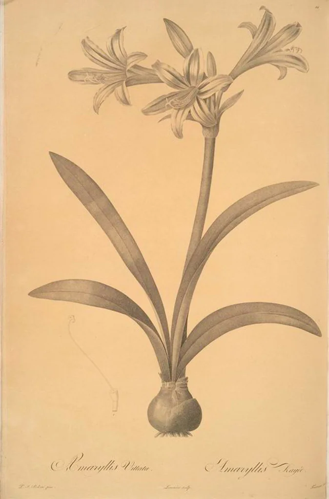 An illustration from Les liliacées, 1805, leaf 12