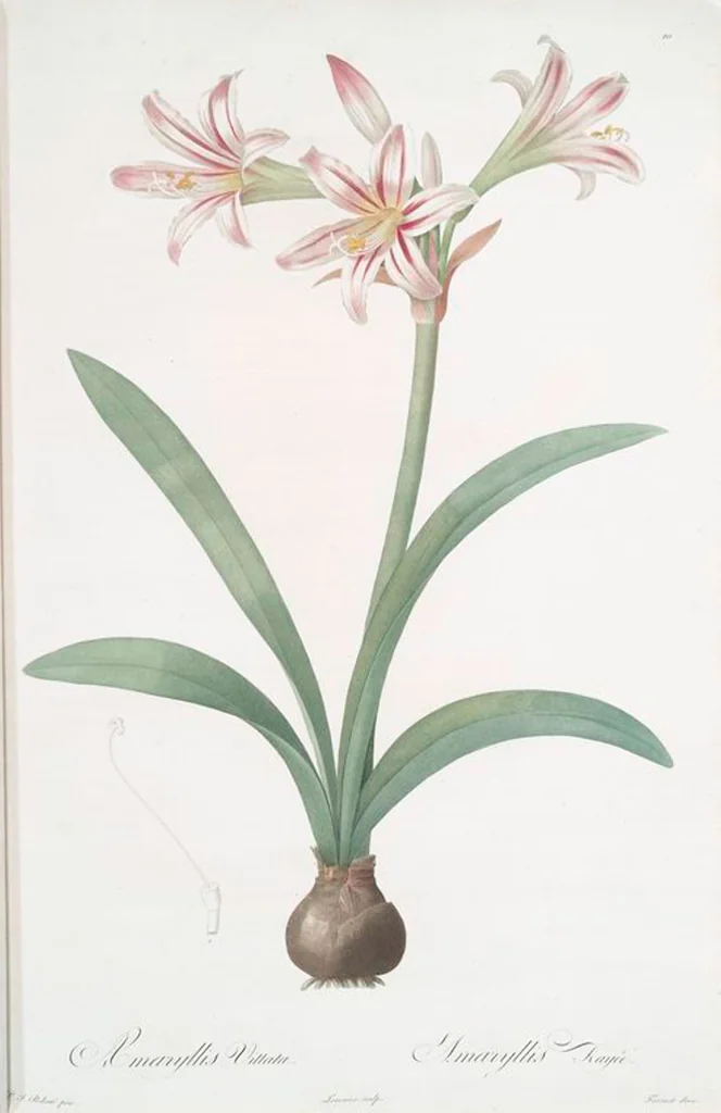 An illustration from Les liliacées, 1805, leaf 12