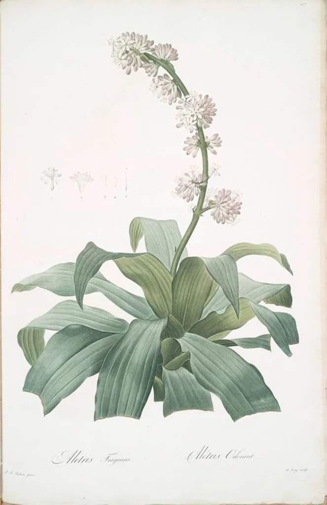 An illustration from Les liliacées, 1805, leaf 120