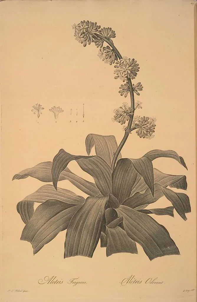An illustration from Les liliacées, 1805, leaf 120