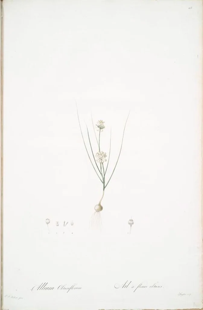 An illustration from Les liliacées, 1805, leaf 121