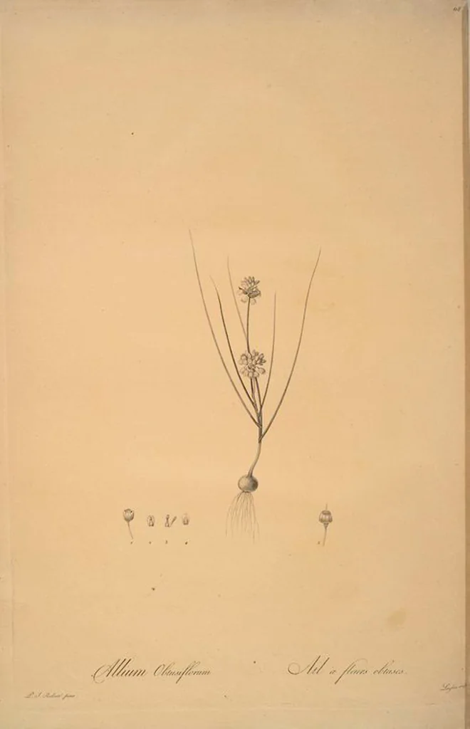 An illustration from Les liliacées, 1805, leaf 121