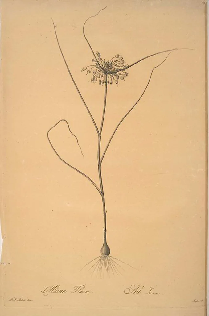 An illustration from Les liliacées, 1805, leaf 122