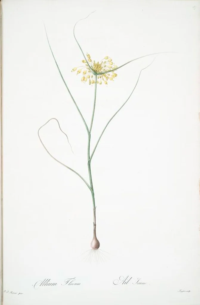 An illustration from Les liliacées, 1805, leaf 122