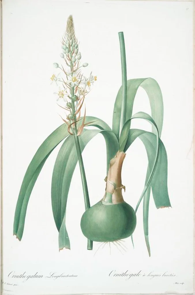 An illustration from Les liliacées, 1805, leaf 123