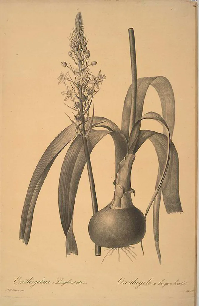 An illustration from Les liliacées, 1805, leaf 123