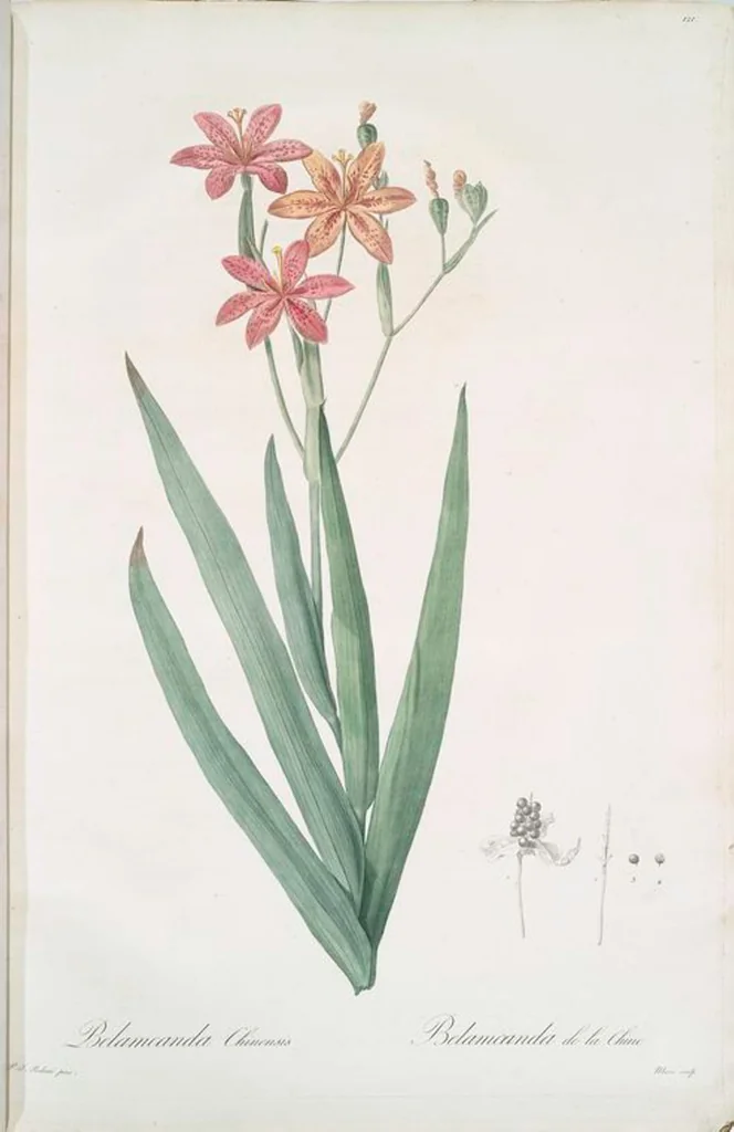 An illustration from Les liliacées, 1805, leaf 125