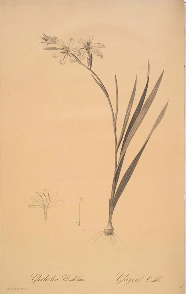 An illustration from Les liliacées, 1805, leaf 126
