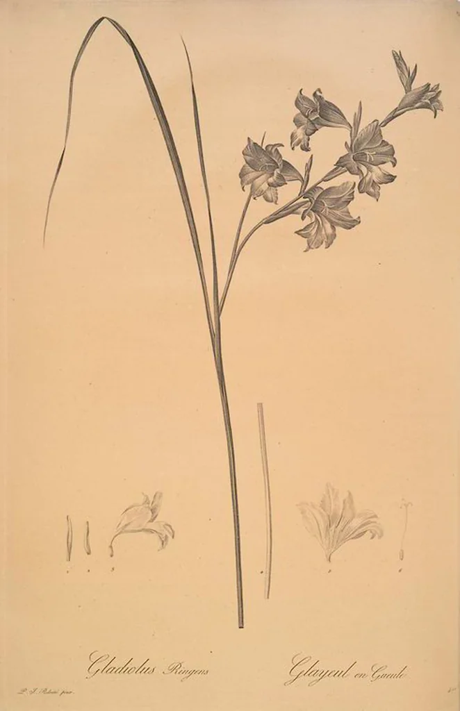 An illustration from Les liliacées, 1805, leaf 127