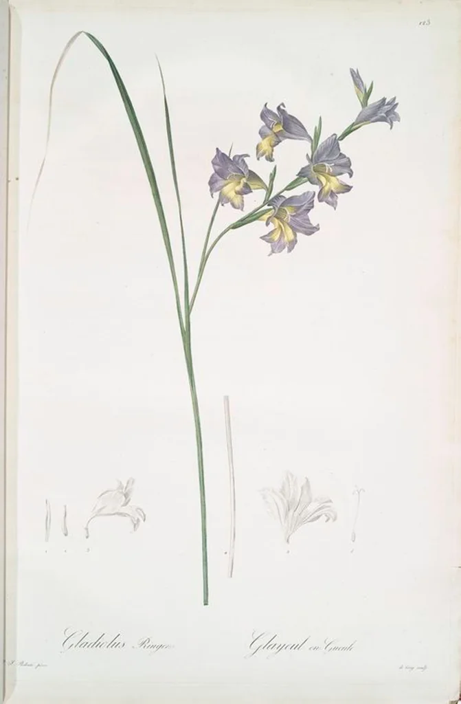 An illustration from Les liliacées, 1805, leaf 127