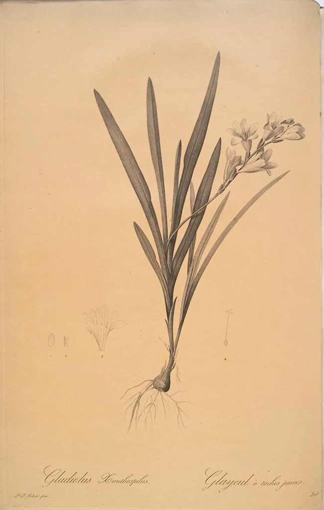An illustration from Les liliacées, 1805, leaf 128