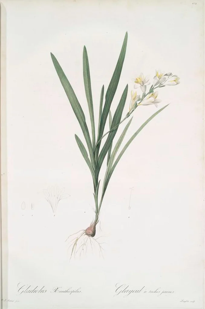 An illustration from Les liliacées, 1805, leaf 128