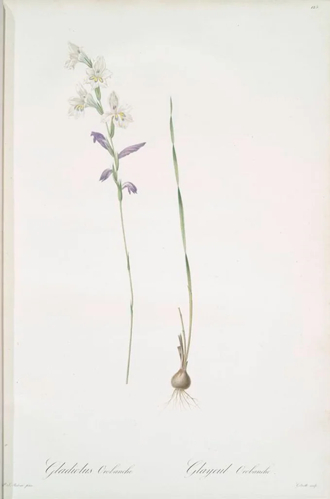 An illustration from Les liliacées, 1805, leaf 129