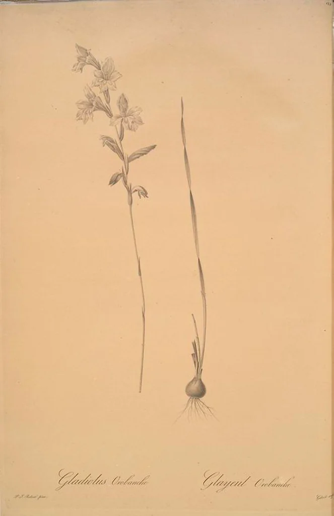 An illustration from Les liliacées, 1805, leaf 129