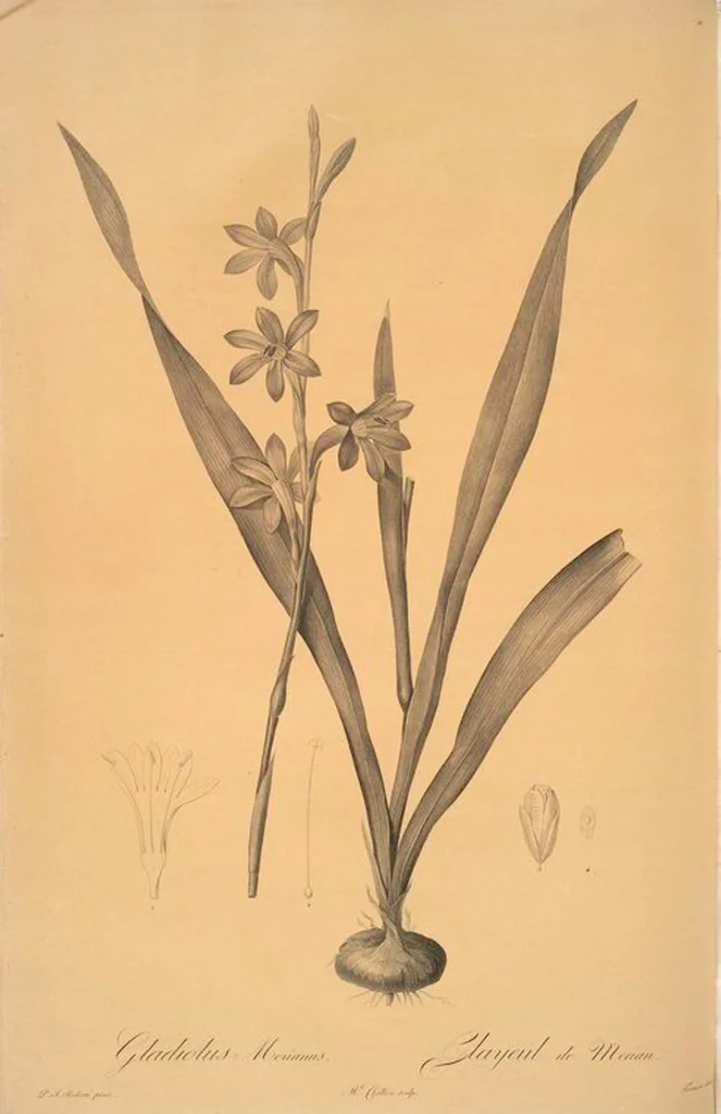 An illustration from Les liliacées, 1805, leaf 13
