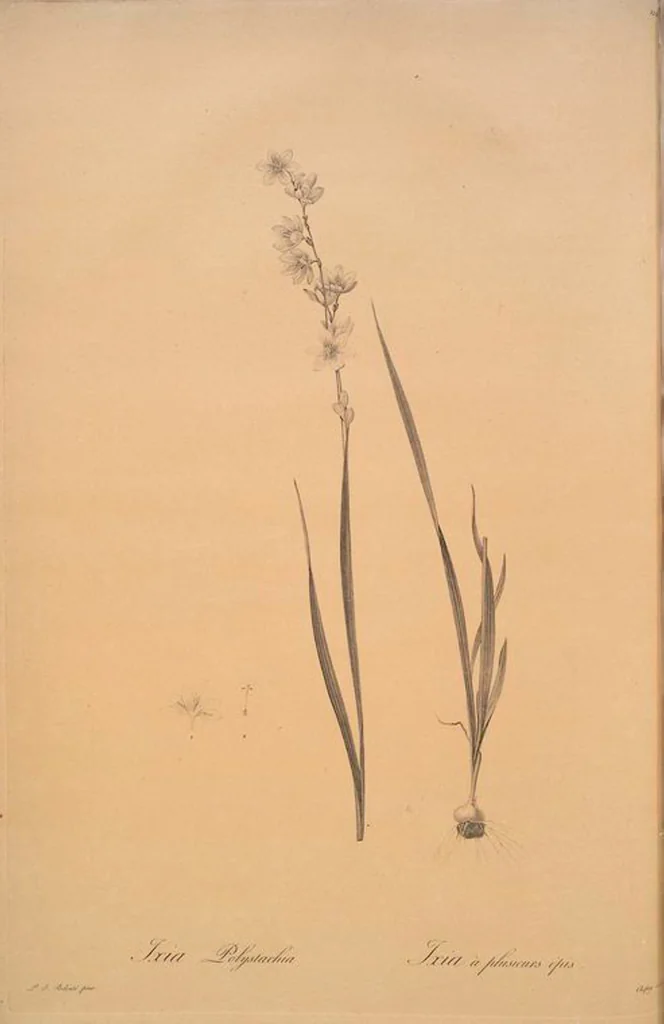 An illustration from Les liliacées, 1805, leaf 130
