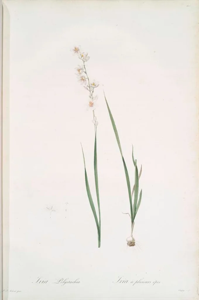 An illustration from Les liliacées, 1805, leaf 130