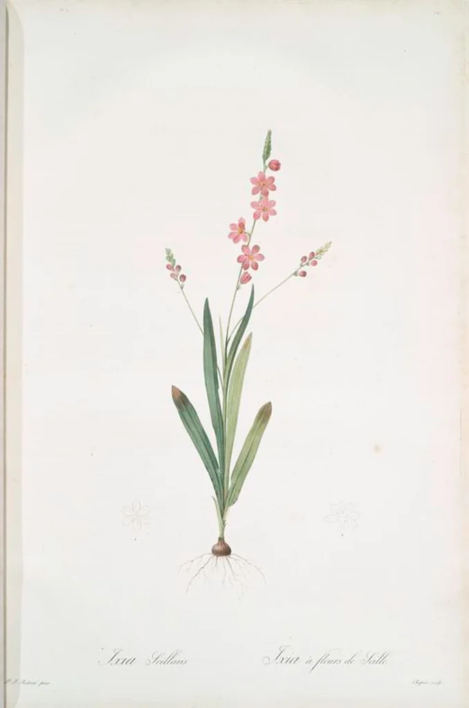 An illustration from Les liliacées, 1805, leaf 131