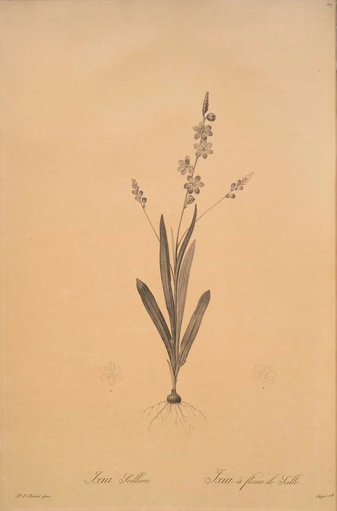 An illustration from Les liliacées, 1805, leaf 131