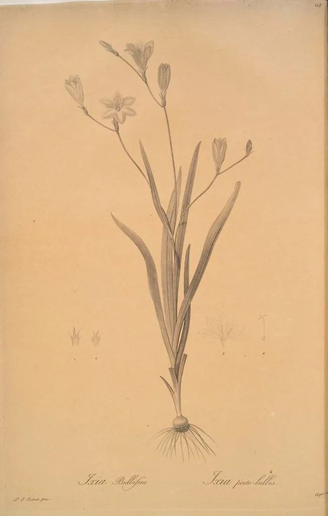 An illustration from Les liliacées, 1805, leaf 132