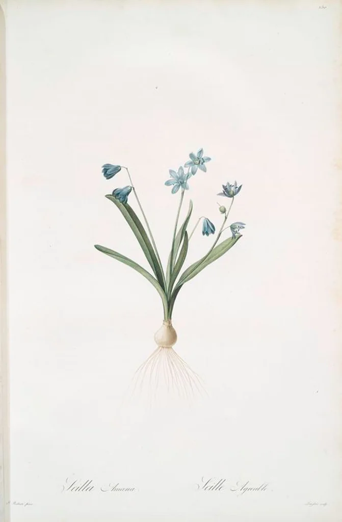 An illustration from Les liliacées, 1805, leaf 134