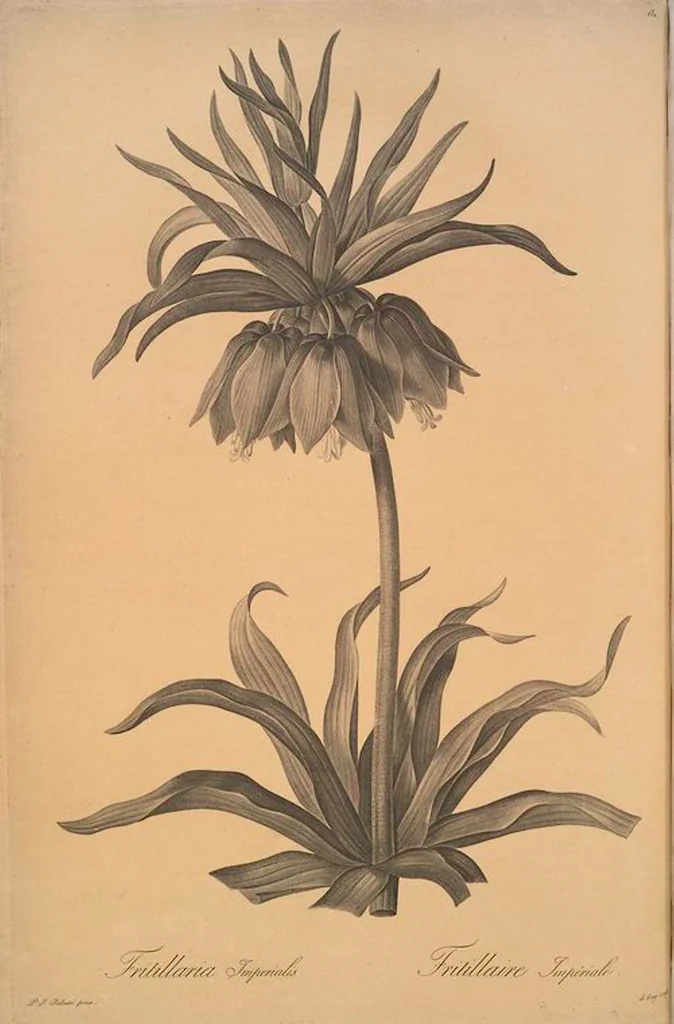 An illustration from Les liliacées, 1805, leaf 135