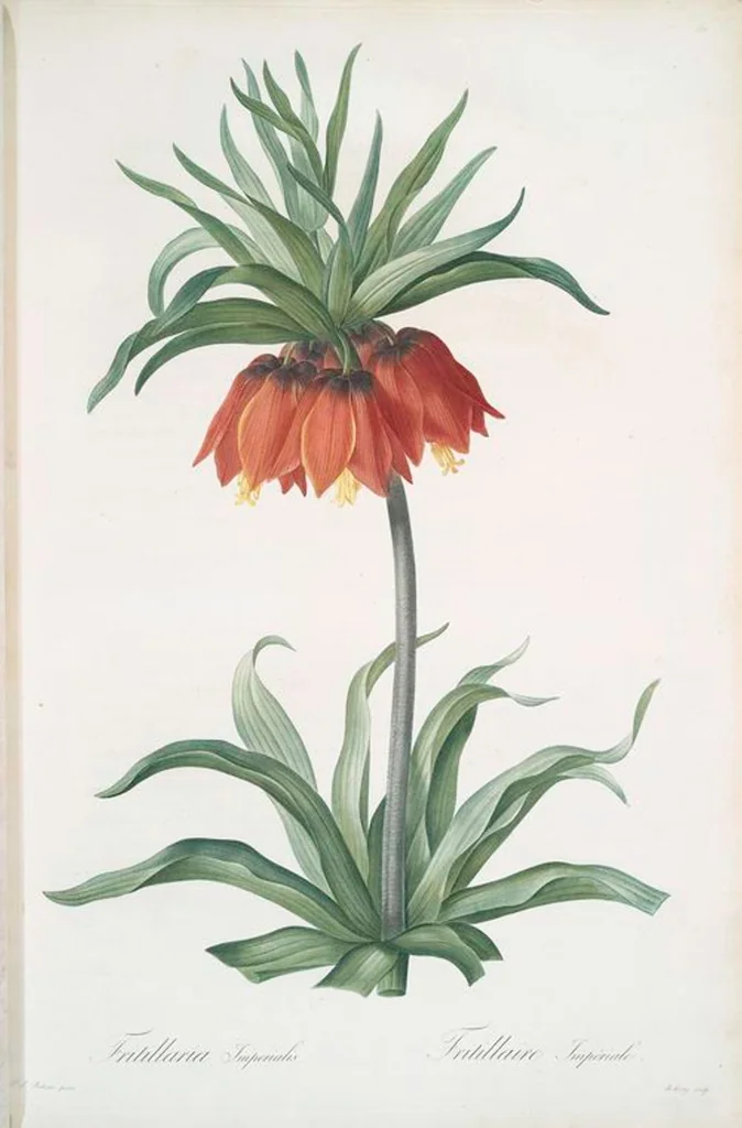 An illustration from Les liliacées, 1805, leaf 135