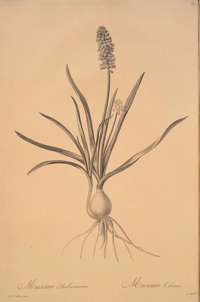 An illustration from Les liliacées, 1805, leaf 136