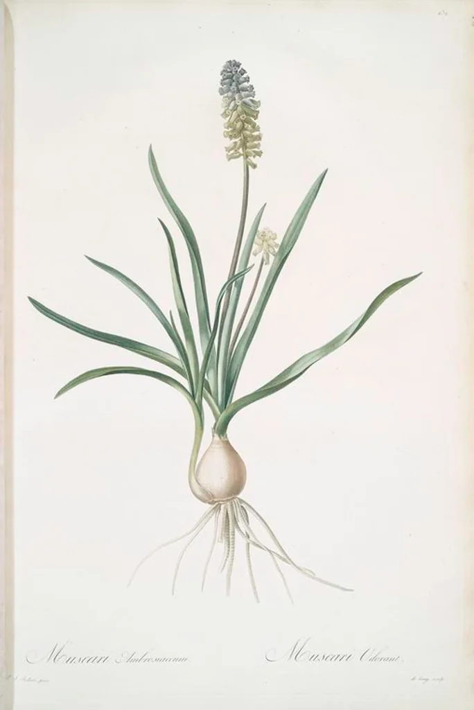 An illustration from Les liliacées, 1805, leaf 136