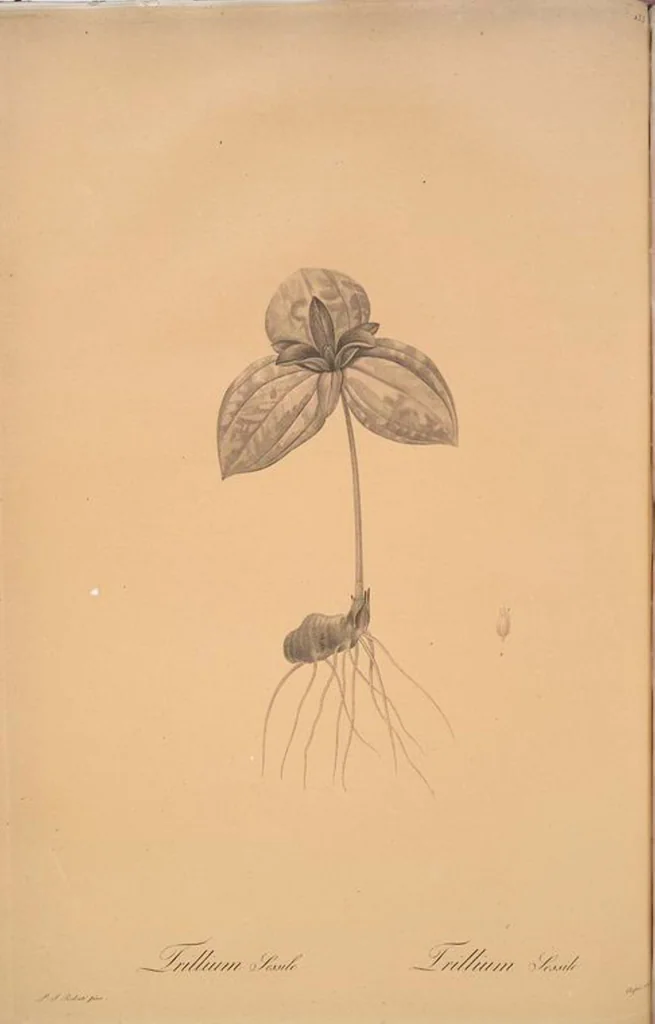 An illustration from Les liliacées, 1805, leaf 137