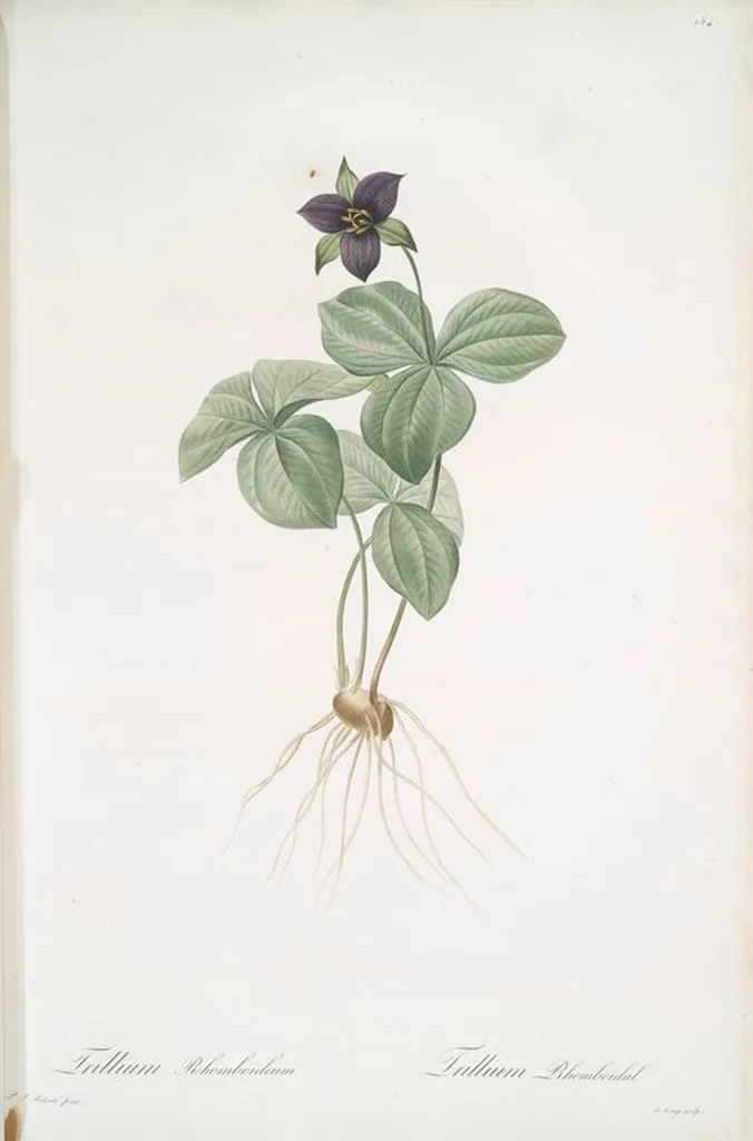 An illustration from Les liliacées, 1805, leaf 138